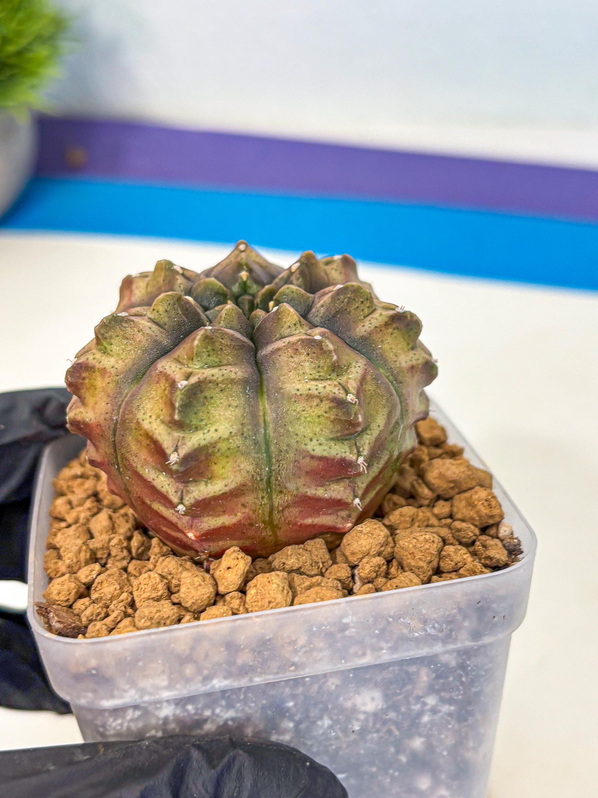 Gymnocalycium Aas DayDream (gy20) (pp) | Rare Hybrids