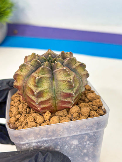 Gymnocalycium Aas DayDream (gy20) (pp) | Rare Hybrids