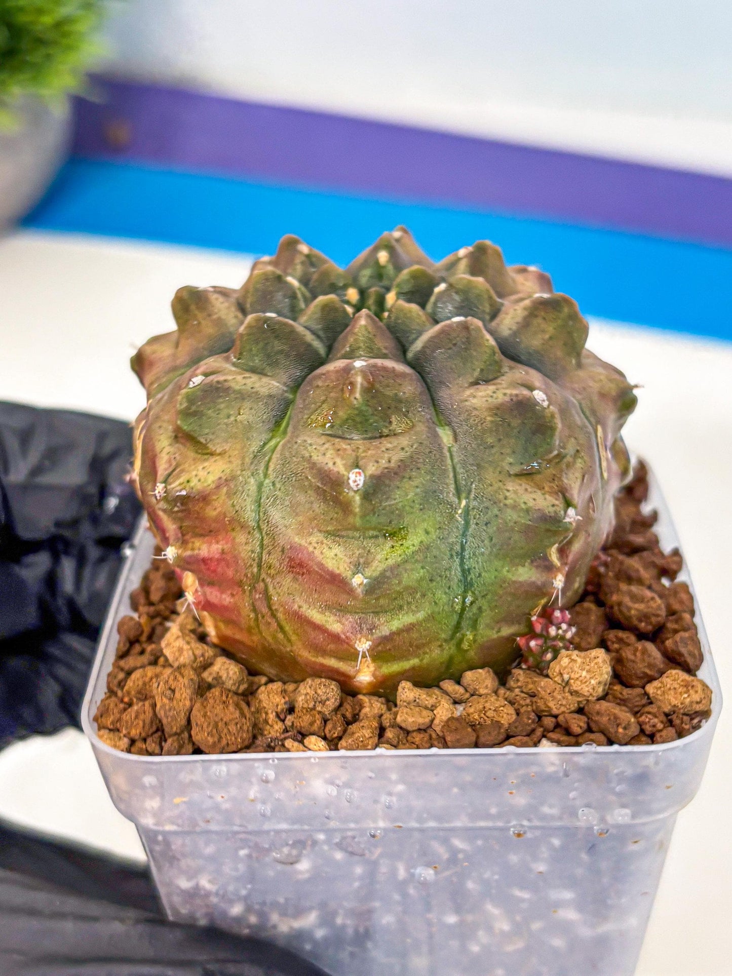 Gymnocalycium Aas DayDream (gy20) (bb) | Rare Hybrids