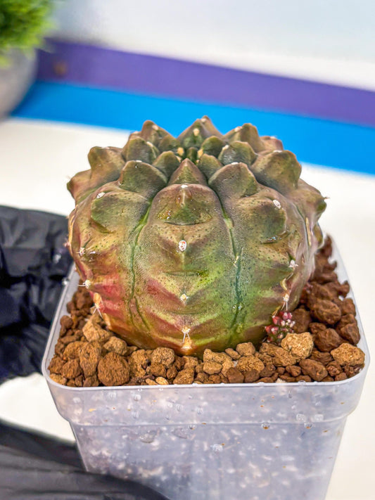 Gymnocalycium Aas DayDream (gy20) (bb) | Rare Hybrids
