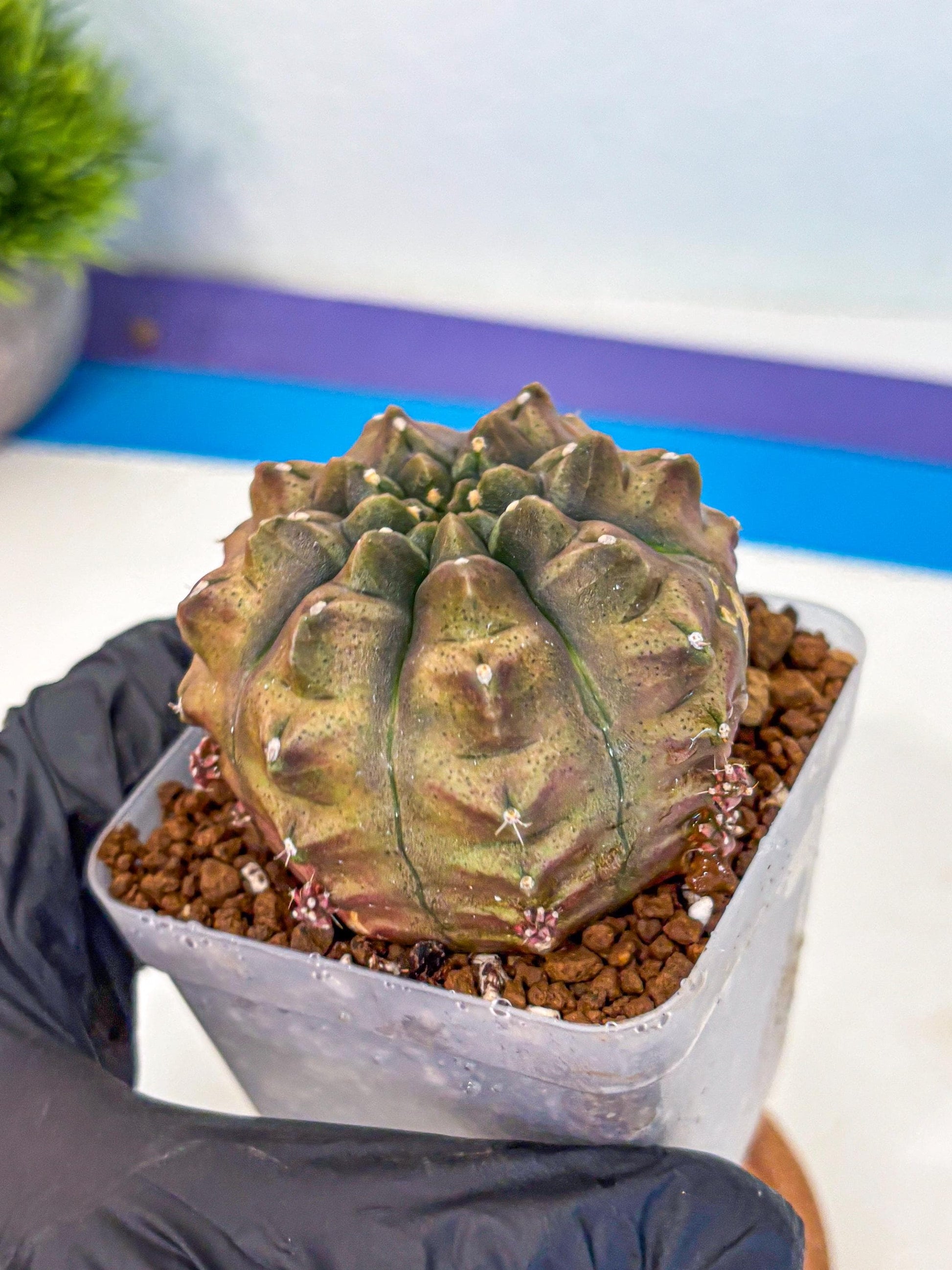 Gymnocalycium Aas DayDream (gy20) (bb) | Rare Hybrids