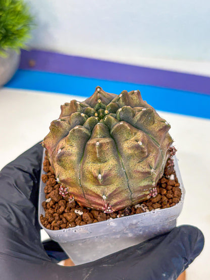 Gymnocalycium Aas DayDream (gy20) (bb) | Rare Hybrids