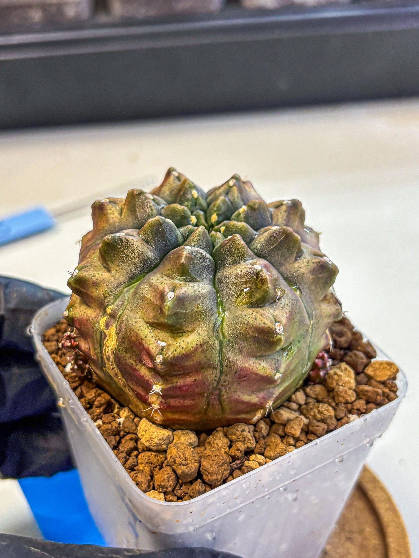 Gymnocalycium Aas DayDream (gy20) (bb) | Rare Hybrids