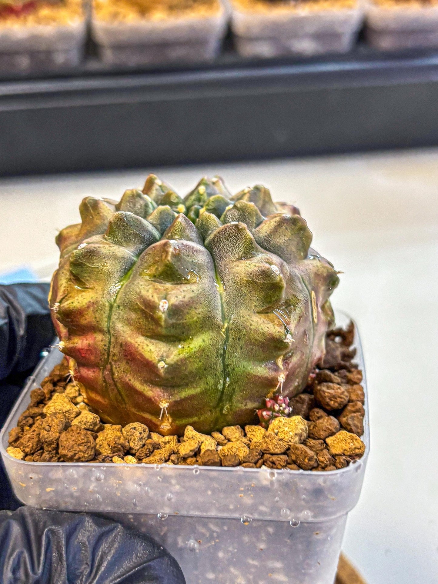 Gymnocalycium Aas DayDream (gy20) (bb) | Rare Hybrids