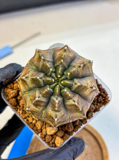 Gymnocalycium Aas DayDream (gy20) (bb) | Rare Hybrids