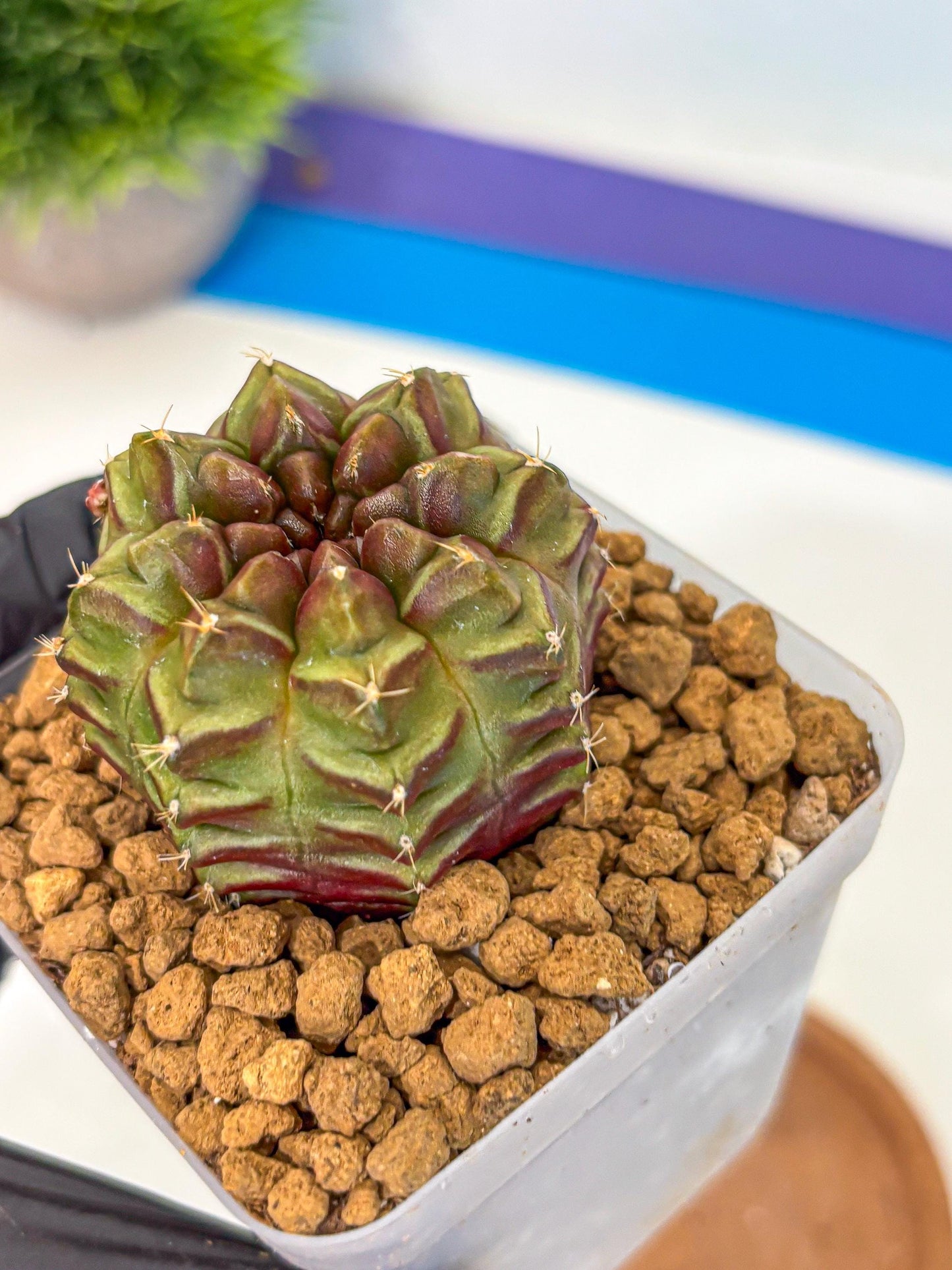 Gymnocalycium Aas DayDream (gy20) (rr) | Rare Hybrids