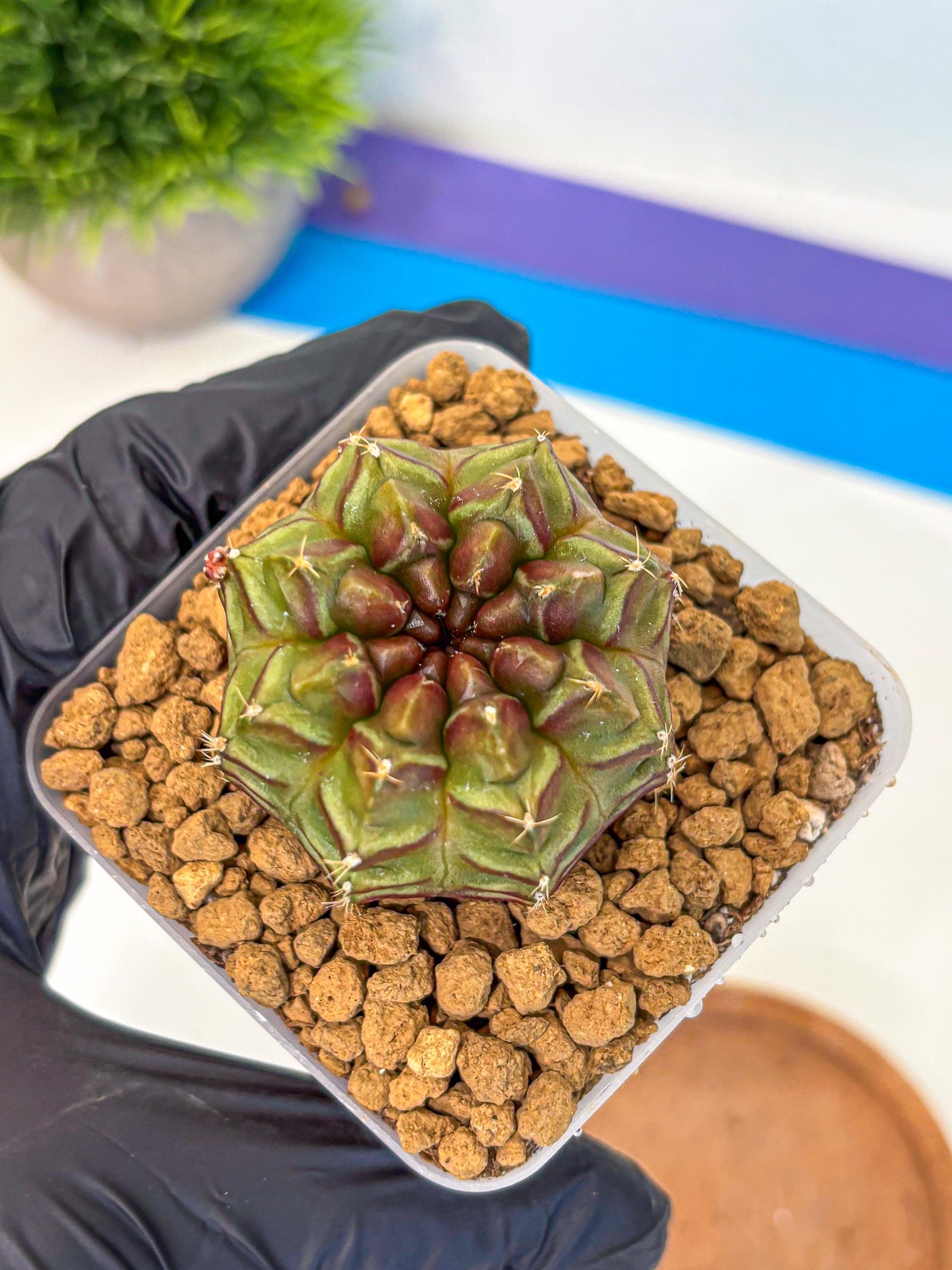 Gymnocalycium Aas DayDream (gy20) (rr) | Rare Hybrids