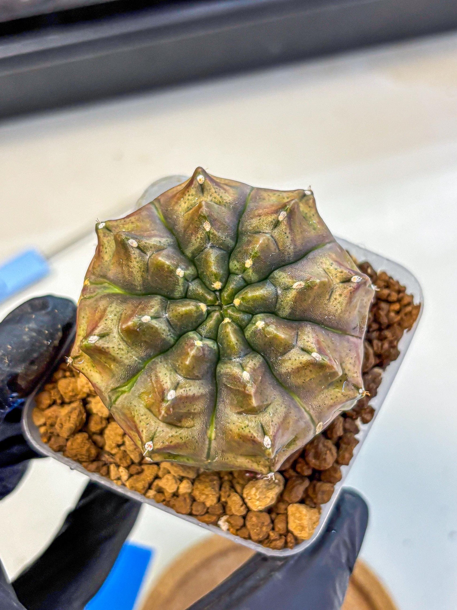 Gymnocalycium Aas DayDream (gy20) (bb) | Rare Hybrids