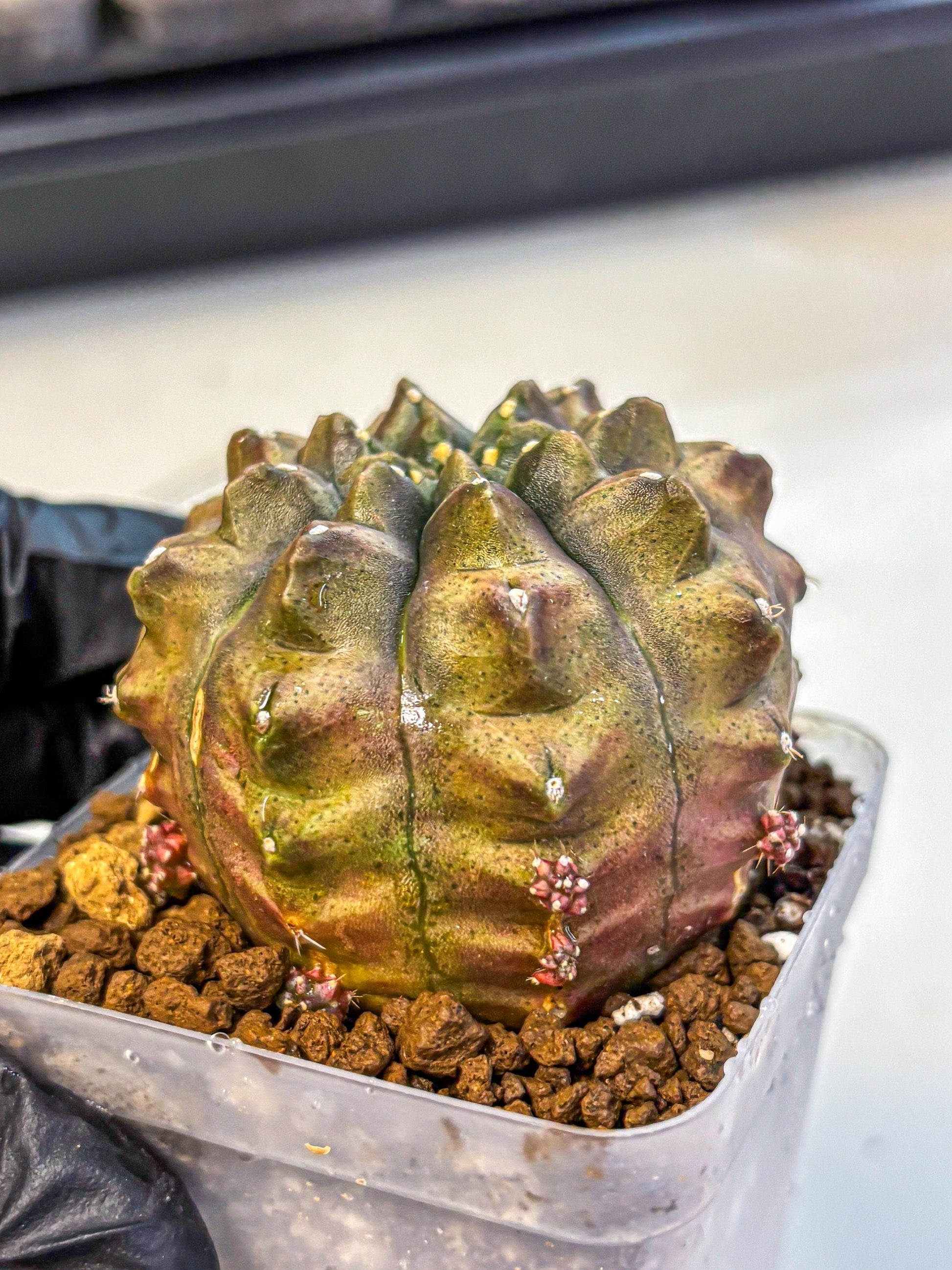 Gymnocalycium Aas DayDream (gy20) (bb) | Rare Hybrids