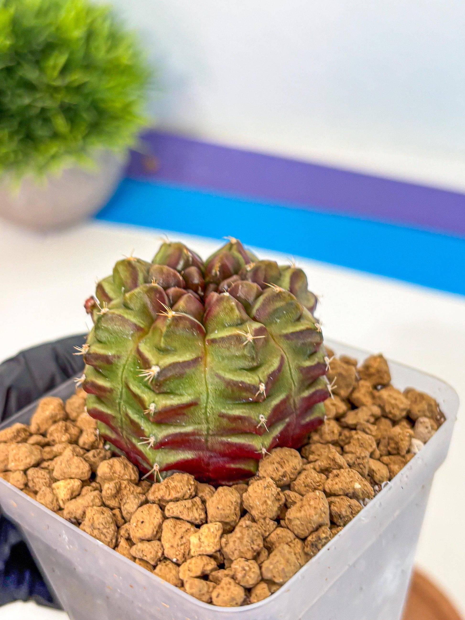 Gymnocalycium Aas DayDream (gy20) (rr) | Rare Hybrids