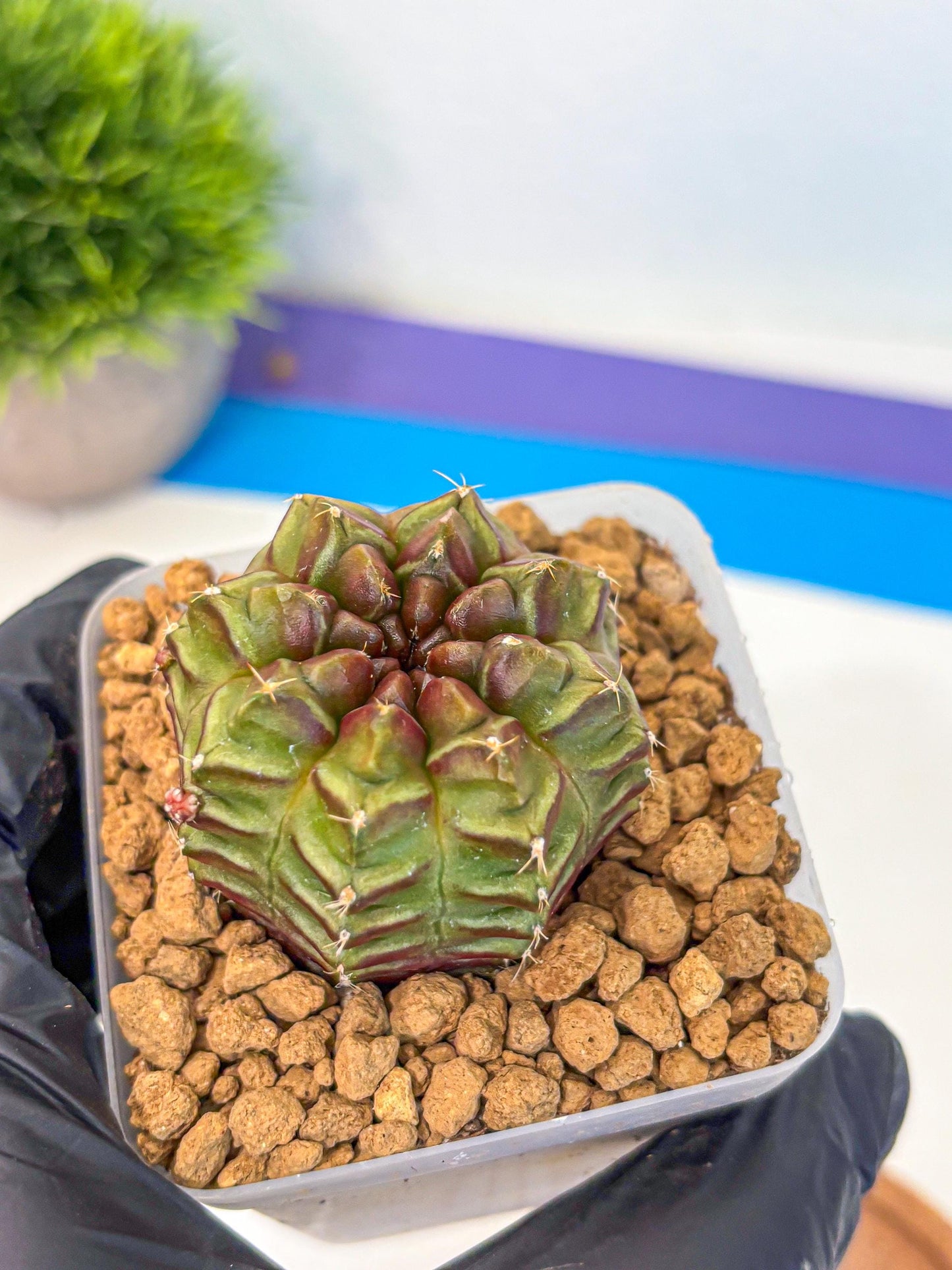 Gymnocalycium Aas DayDream (gy20) (rr) | Rare Hybrids