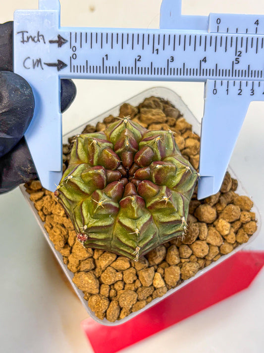 Gymnocalycium Aas DayDream (gy20) (rr) | Rare Hybrids