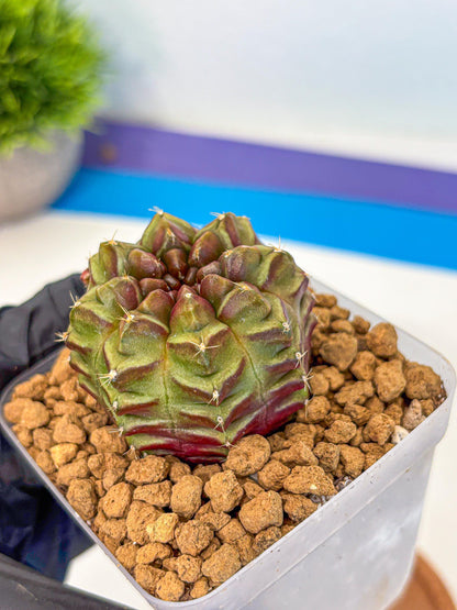 Gymnocalycium Aas DayDream (gy20) (rr) | Rare Hybrids