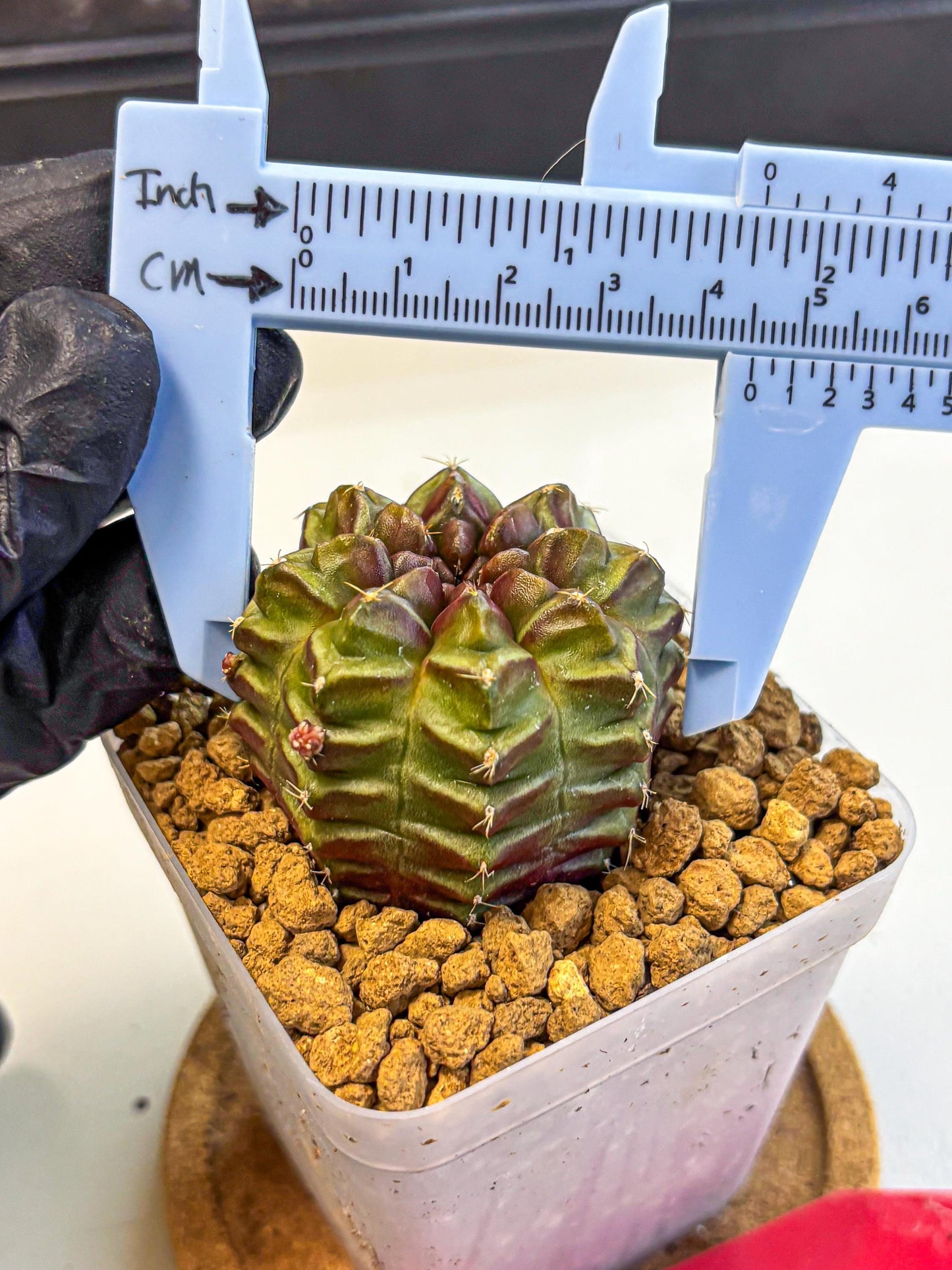 Gymnocalycium Aas DayDream (gy20) (rr) | Rare Hybrids