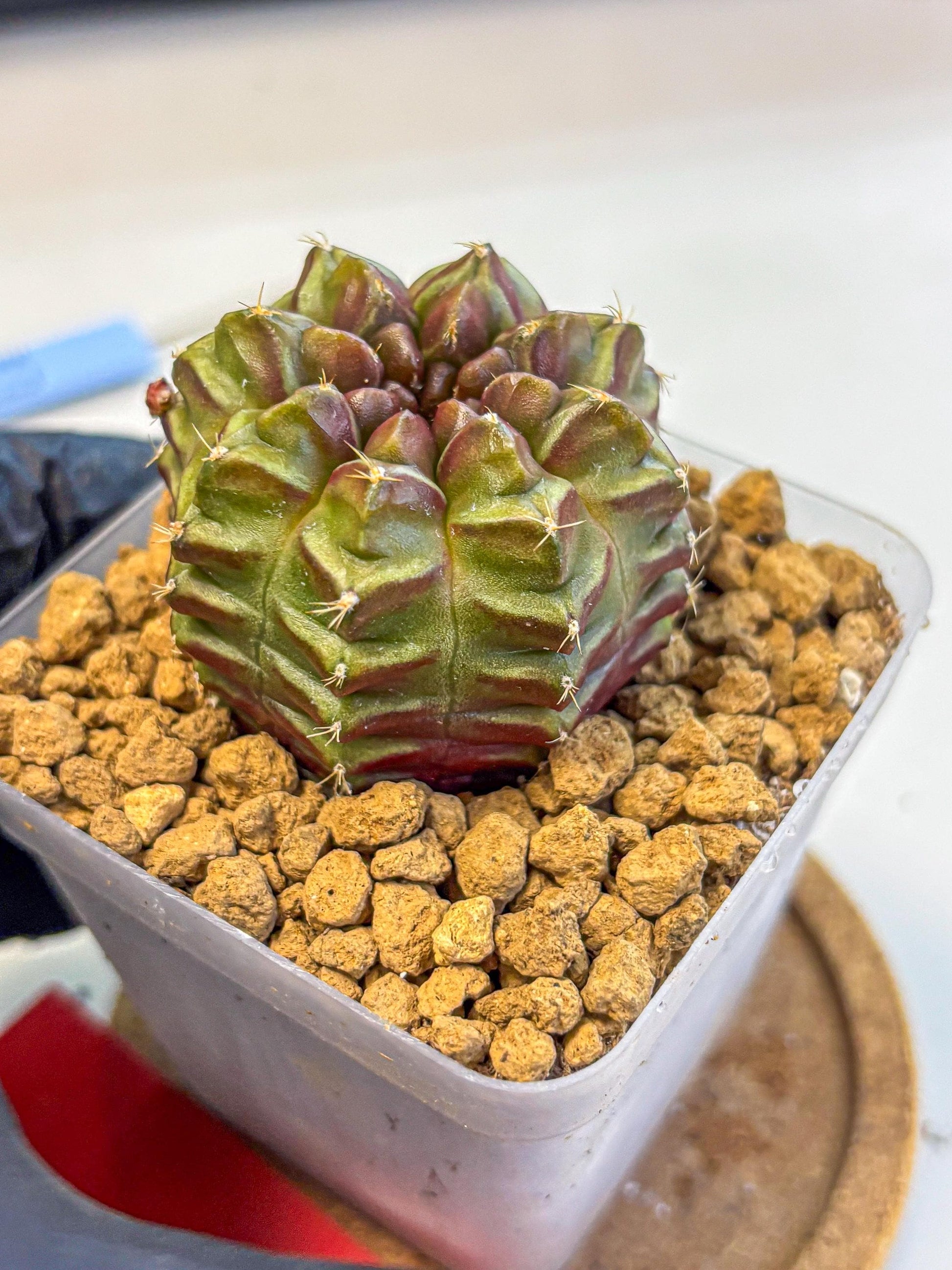 Gymnocalycium Aas DayDream (gy20) (rr) | Rare Hybrids