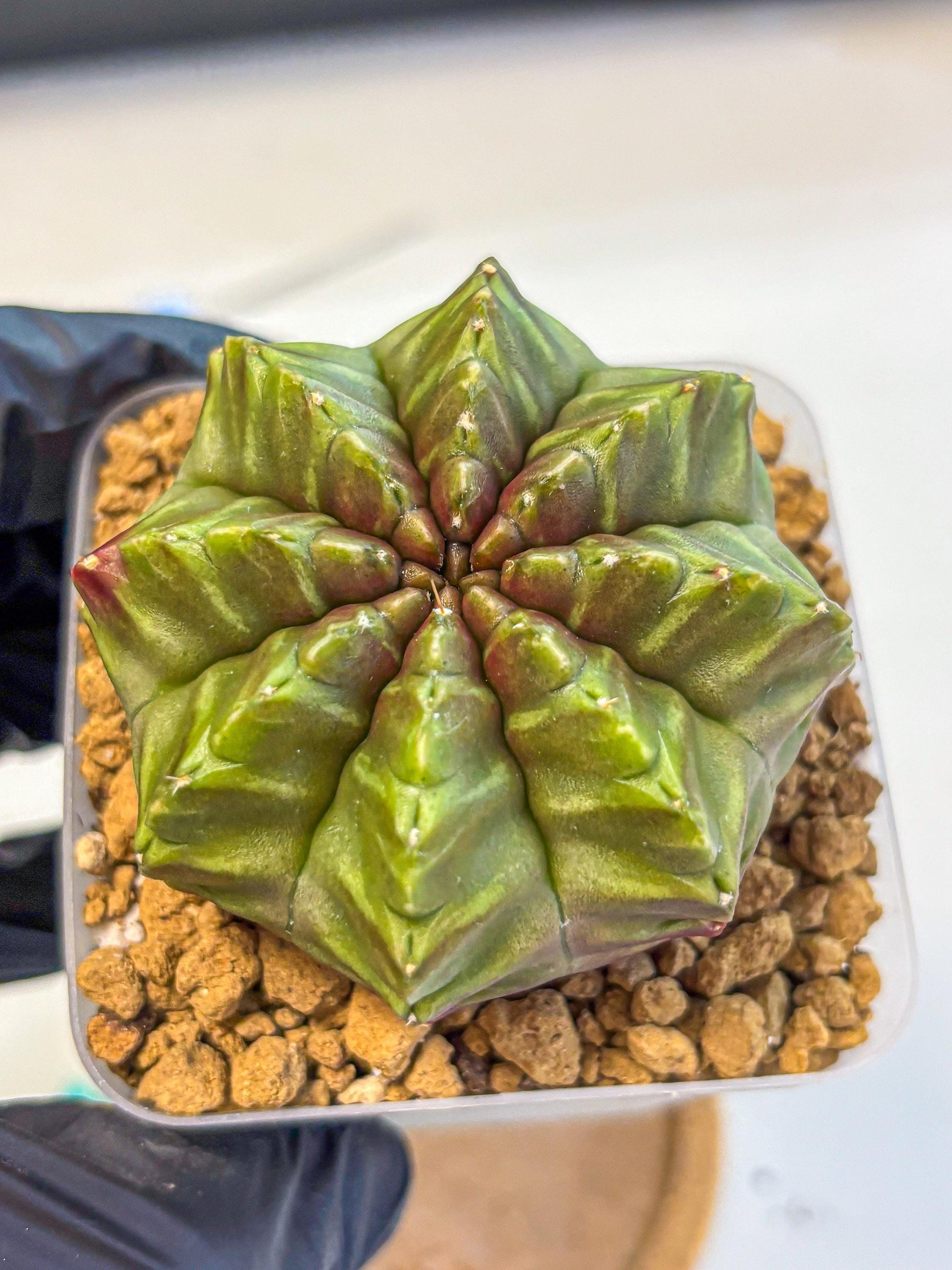 Gymnocalycium Aas DayDream (gy20) (gg) | Rare Hybrids