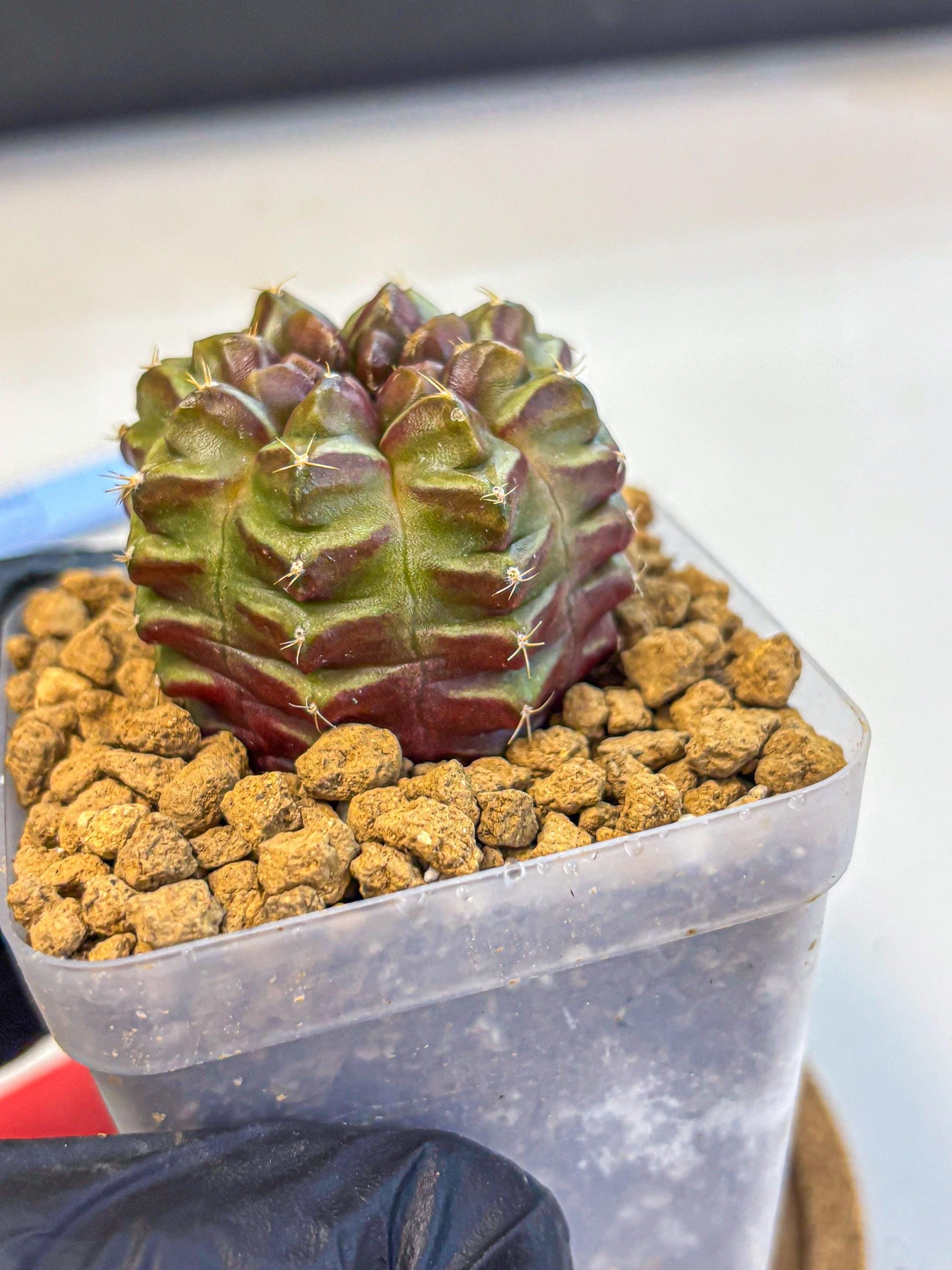 Gymnocalycium Aas DayDream (gy20) (rr) | Rare Hybrids