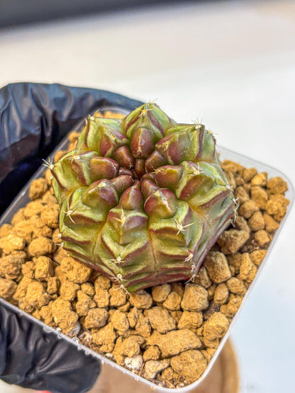 Gymnocalycium Aas DayDream (gy20) (rr) | Rare Hybrids
