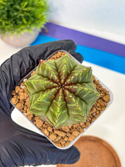 Gymnocalycium Aas DayDream (gy20) (gg) | Rare Hybrids
