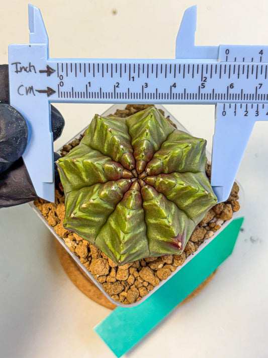 Gymnocalycium Aas DayDream (gy20) (gg) | Rare Hybrids