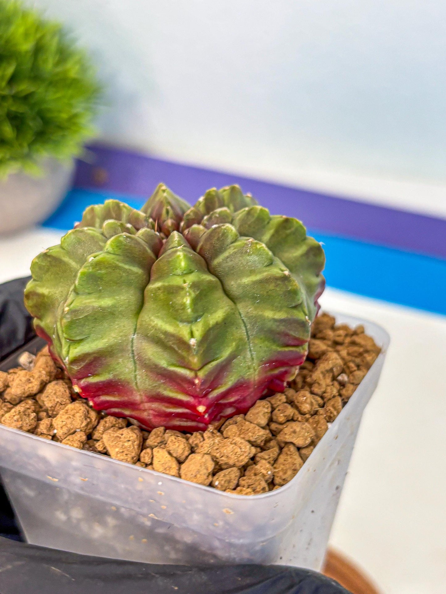 Gymnocalycium Aas DayDream (gy20) (gg) | Rare Hybrids