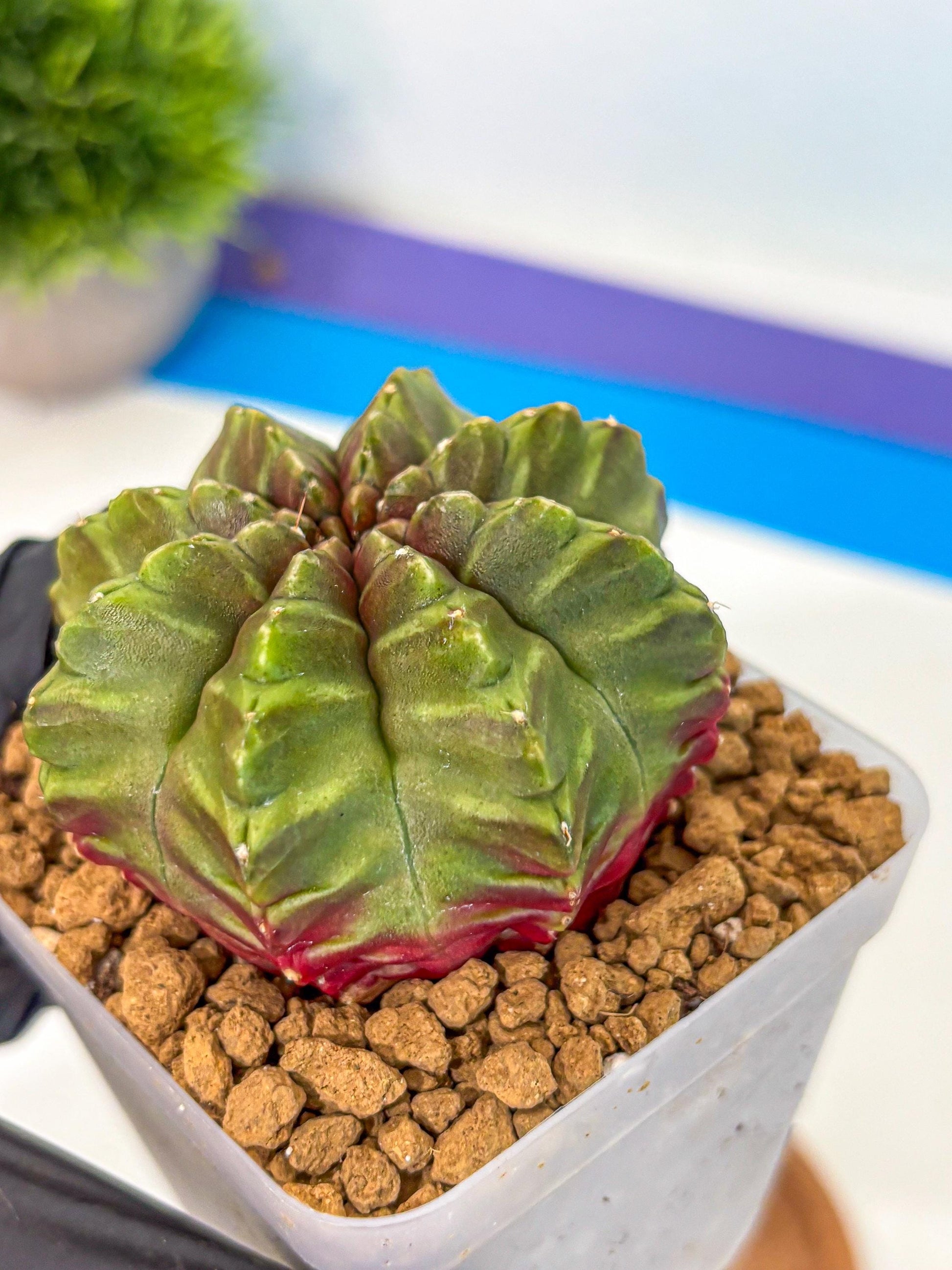Gymnocalycium Aas DayDream (gy20) (gg) | Rare Hybrids