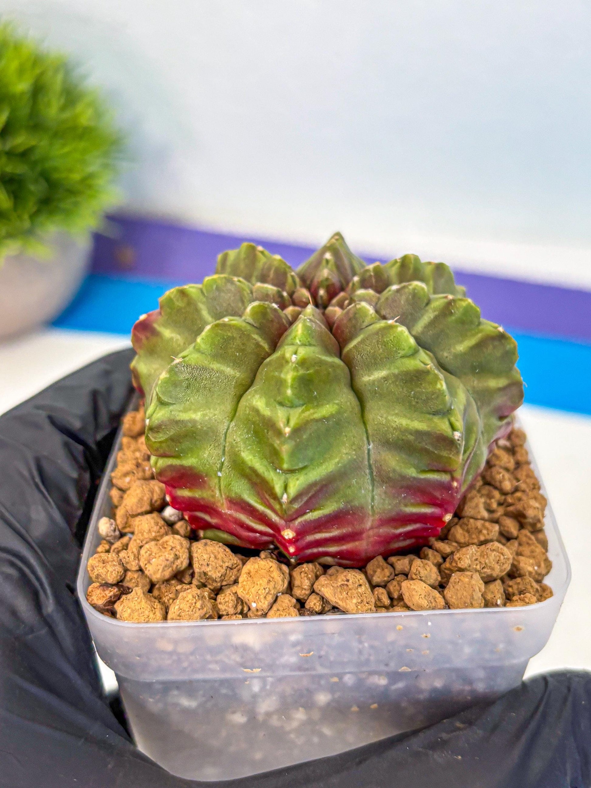 Gymnocalycium Aas DayDream (gy20) (gg) | Rare Hybrids