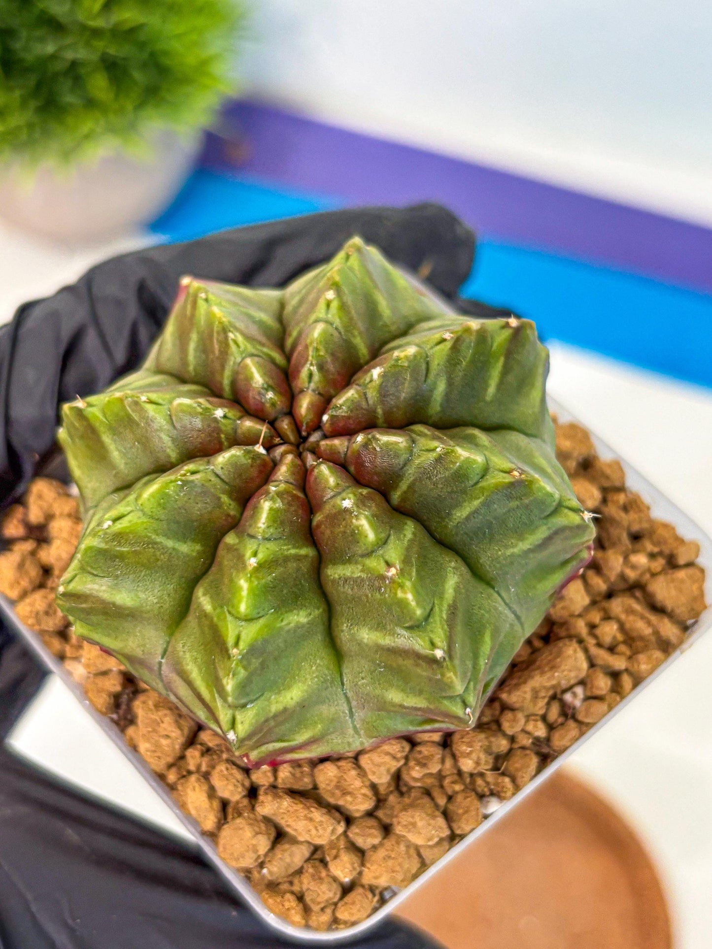 Gymnocalycium Aas DayDream (gy20) (gg) | Rare Hybrids