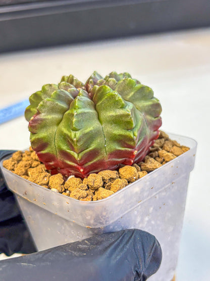 Gymnocalycium Aas DayDream (gy20) (gg) | Rare Hybrids