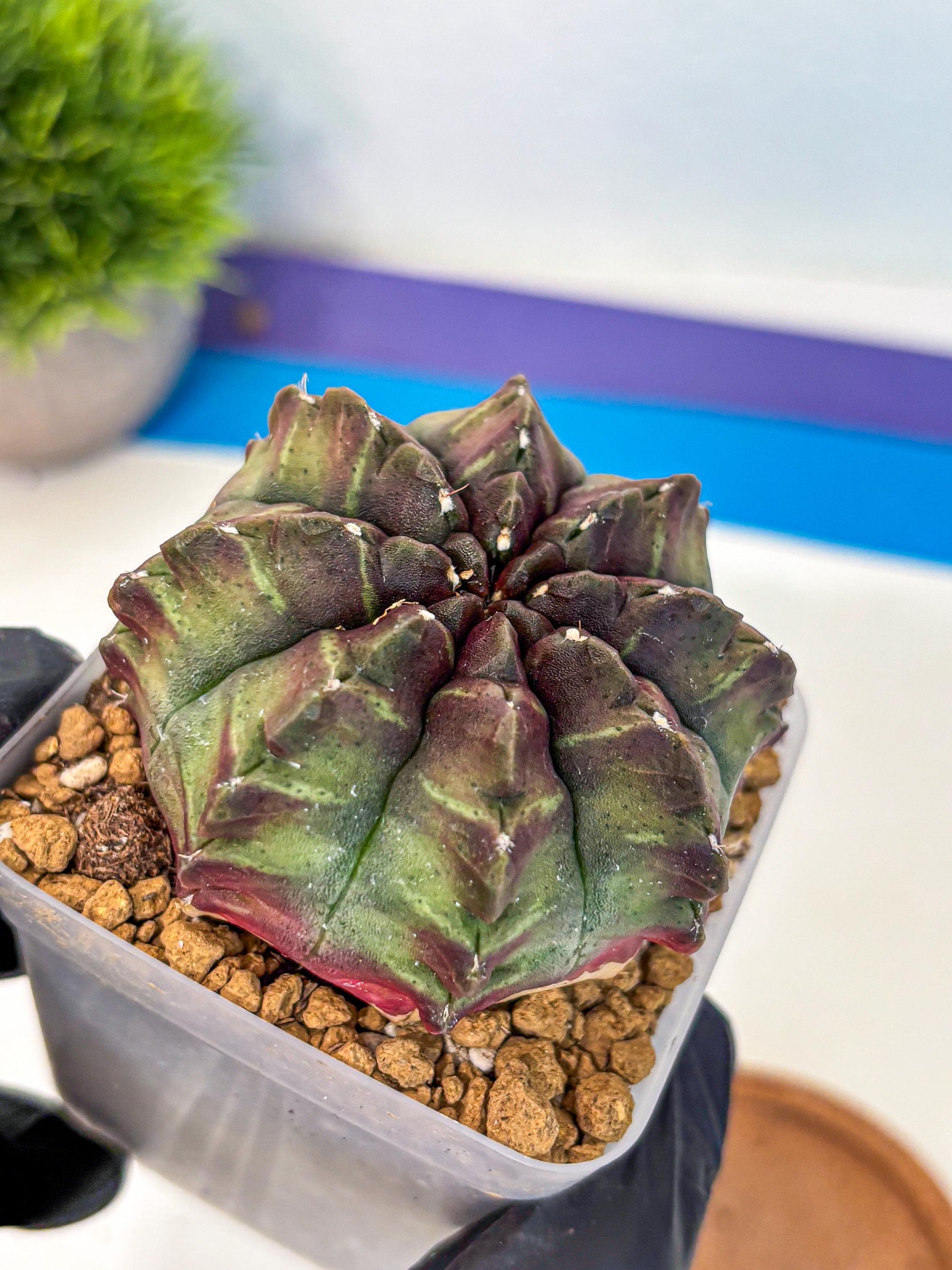 Gymnocalycium Aas DayDream (gy20) (yy) | Rare Hybrids