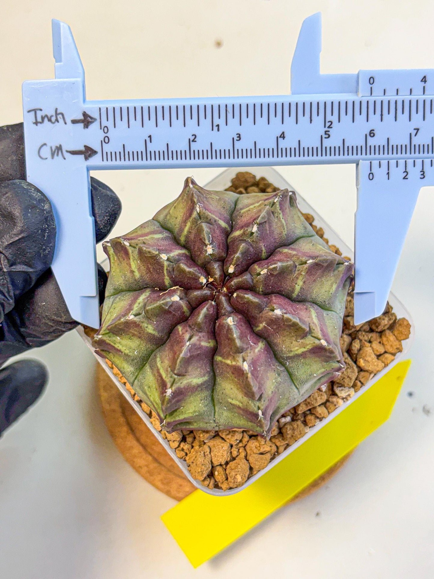 Gymnocalycium Aas DayDream (gy20) (yy) | Rare Hybrids