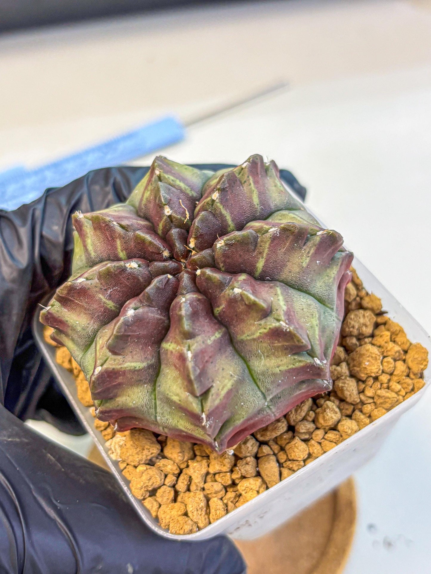 Gymnocalycium Aas DayDream (gy20) (yy) | Rare Hybrids