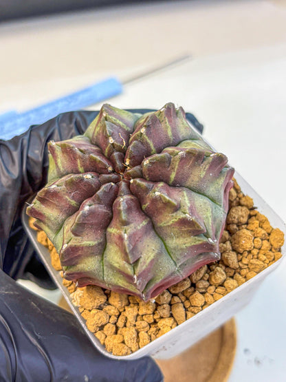 Gymnocalycium Aas DayDream (gy20) (yy) | Rare Hybrids
