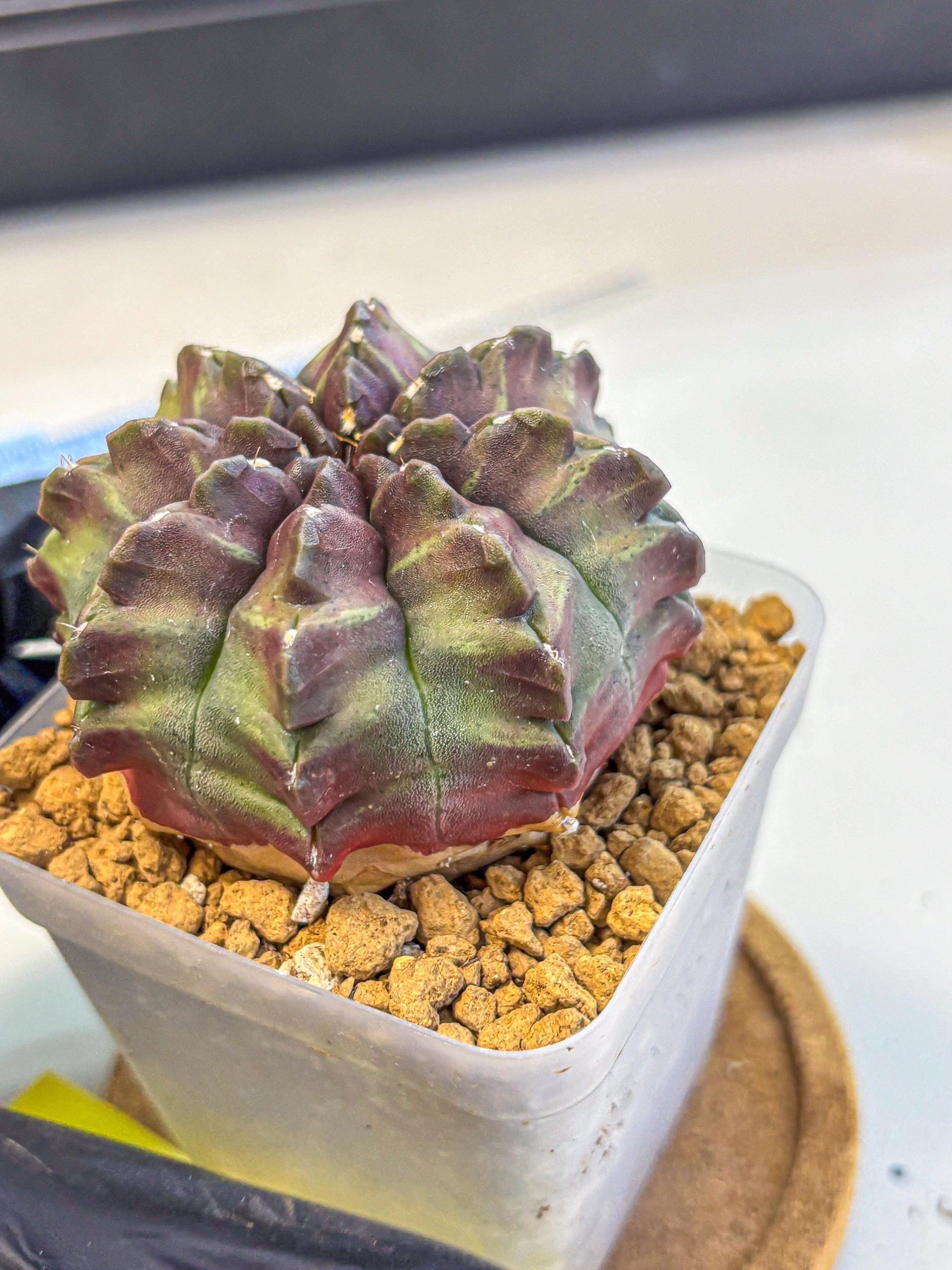 Gymnocalycium Aas DayDream (gy20) (yy) | Rare Hybrids