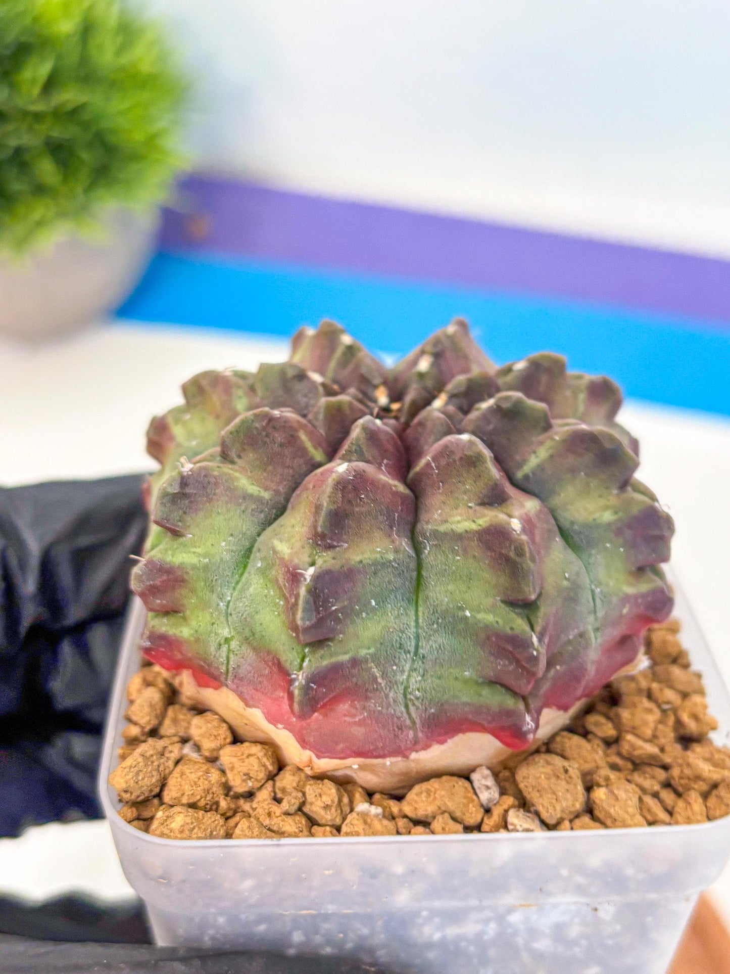 Gymnocalycium Aas DayDream (gy20) (yy) | Rare Hybrids
