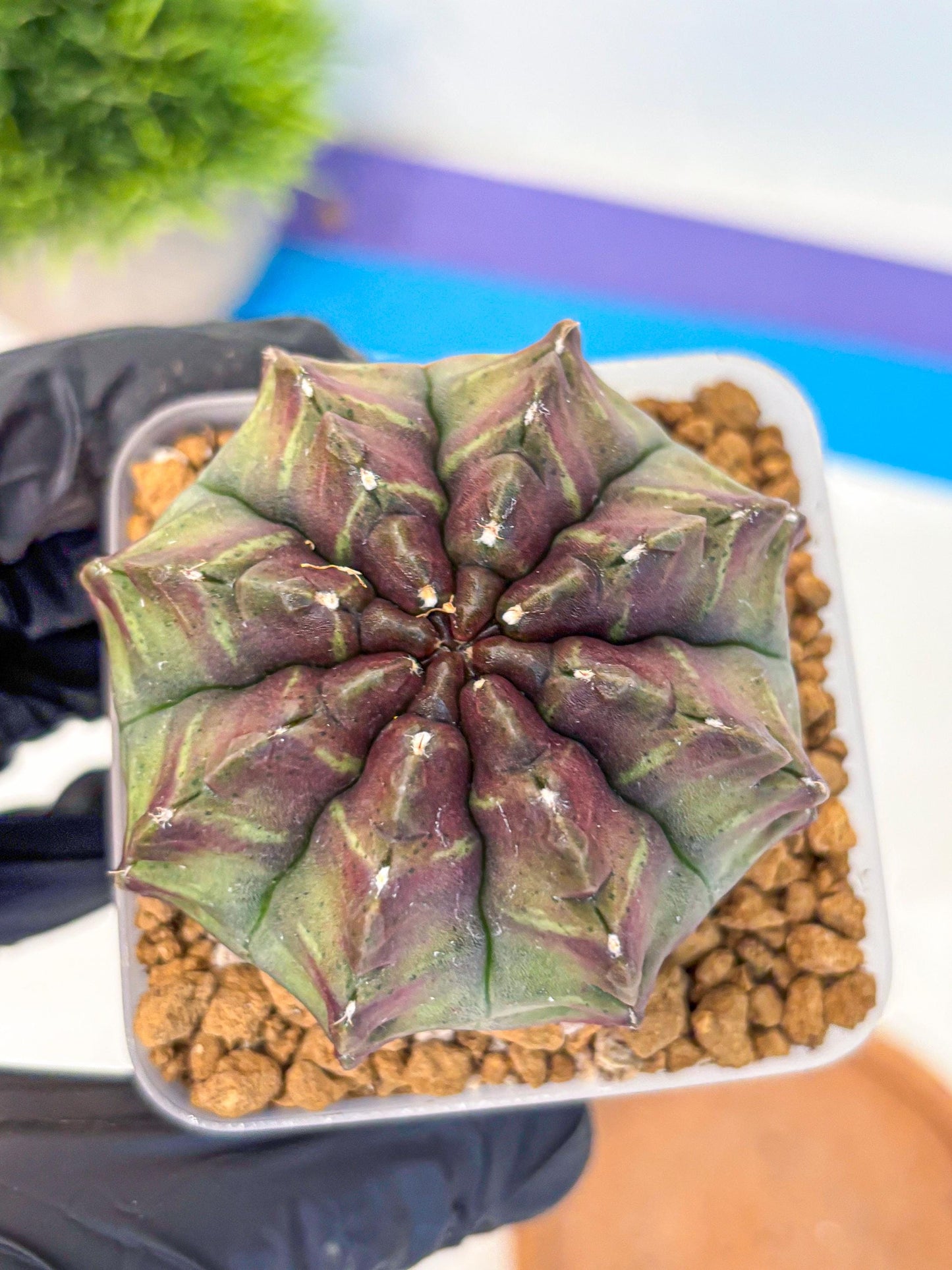 Gymnocalycium Aas DayDream (gy20) (yy) | Rare Hybrids
