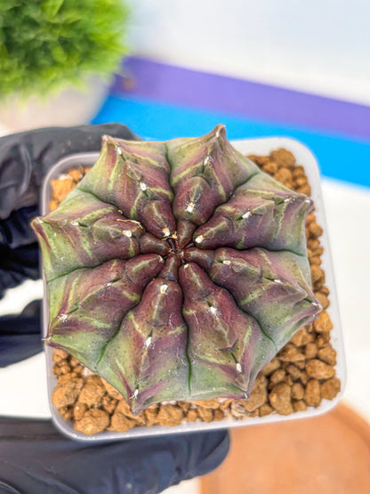 Gymnocalycium Aas DayDream (gy20) (yy) | Rare Hybrids