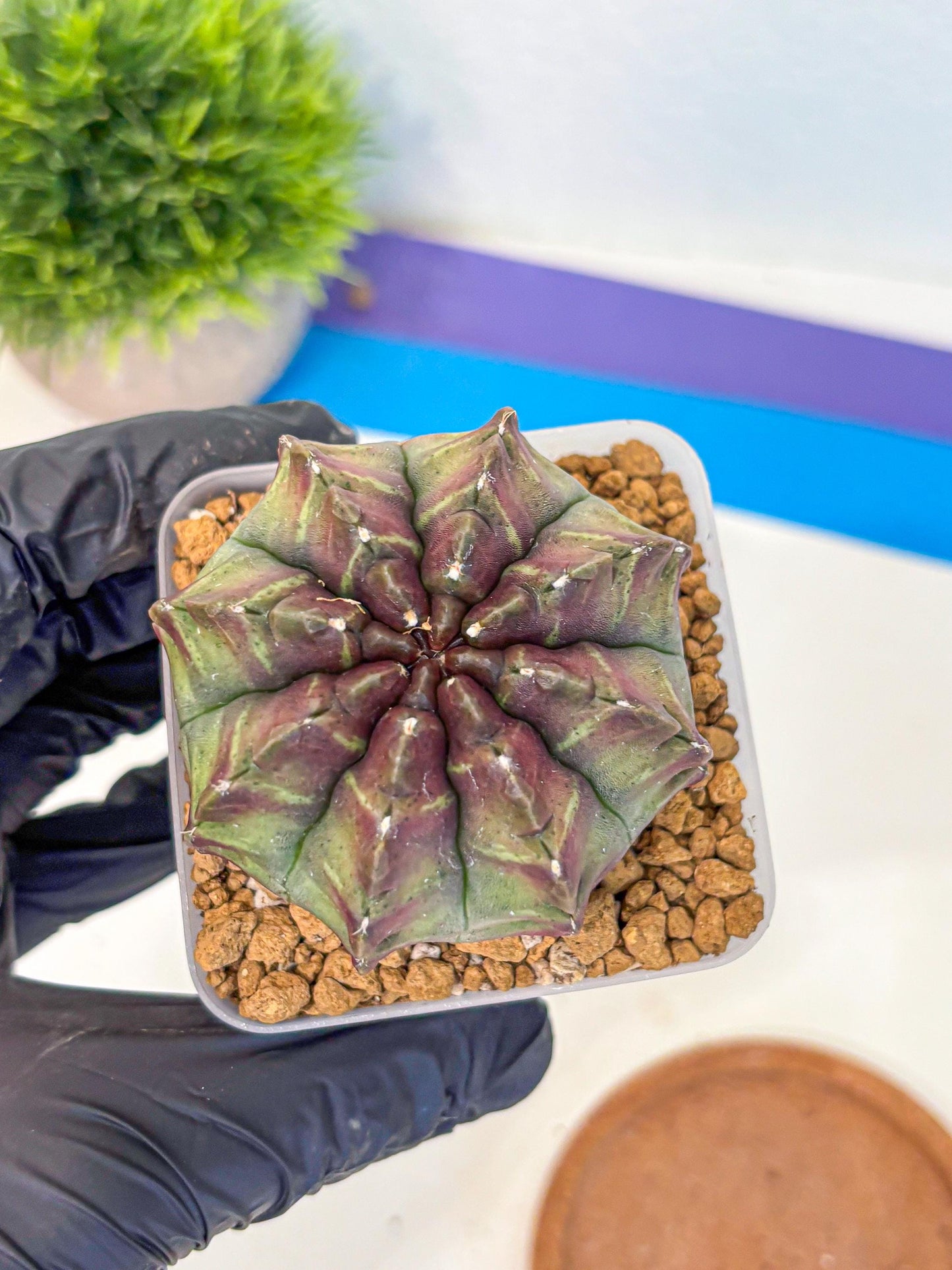 Gymnocalycium Aas DayDream (gy20) (yy) | Rare Hybrids