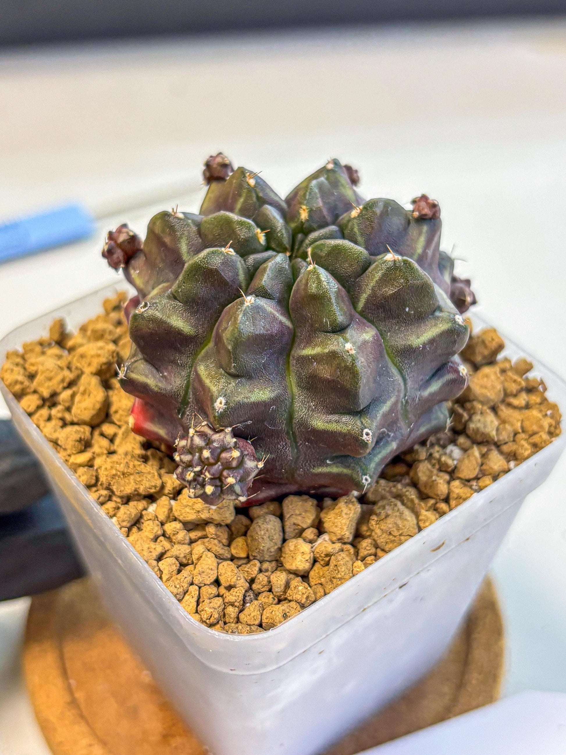 Gymnocalycium Aas DayDream (gy20) (01) | Rare Hybrids