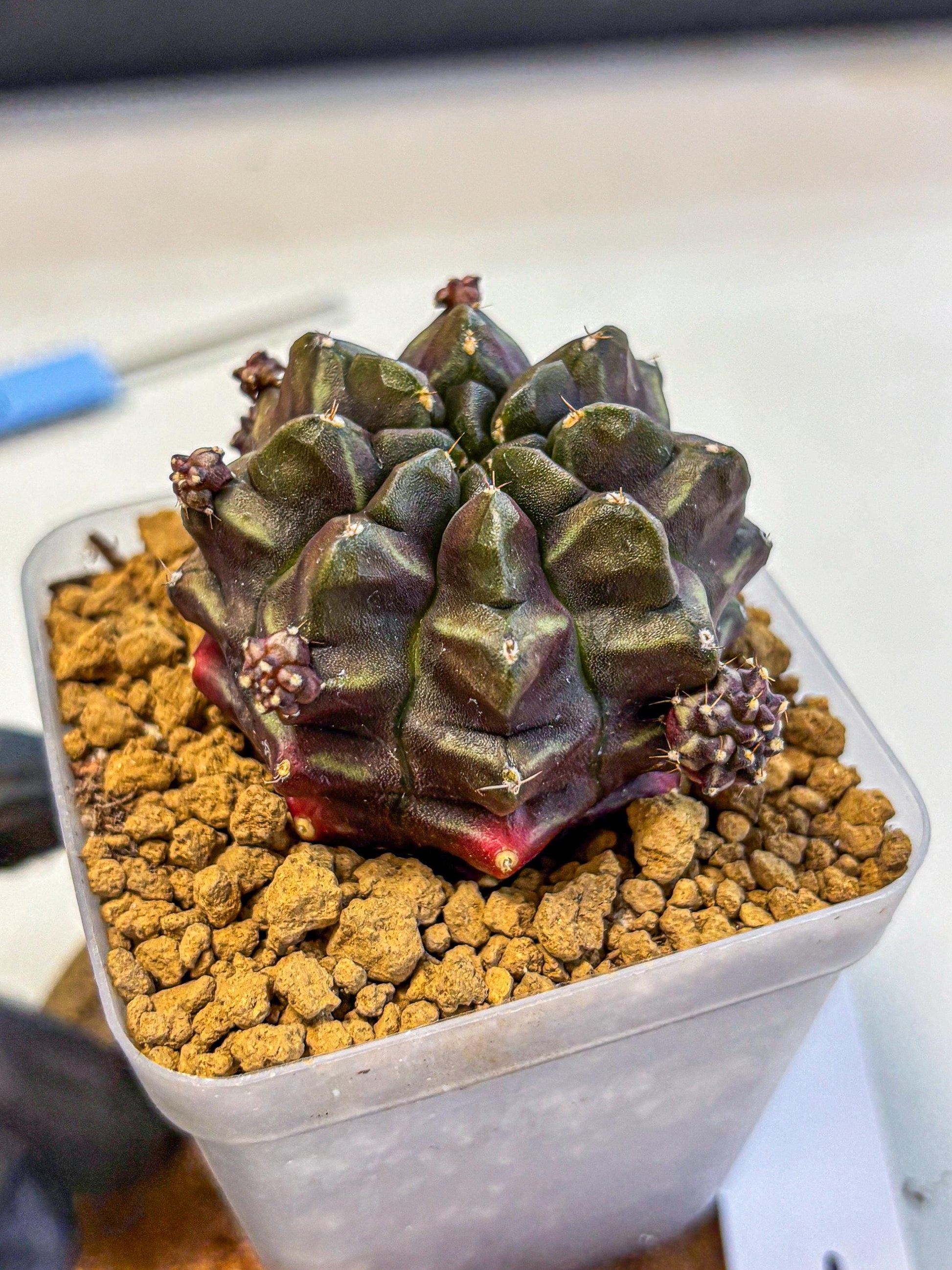 Gymnocalycium Aas DayDream (gy20) (01) | Rare Hybrids
