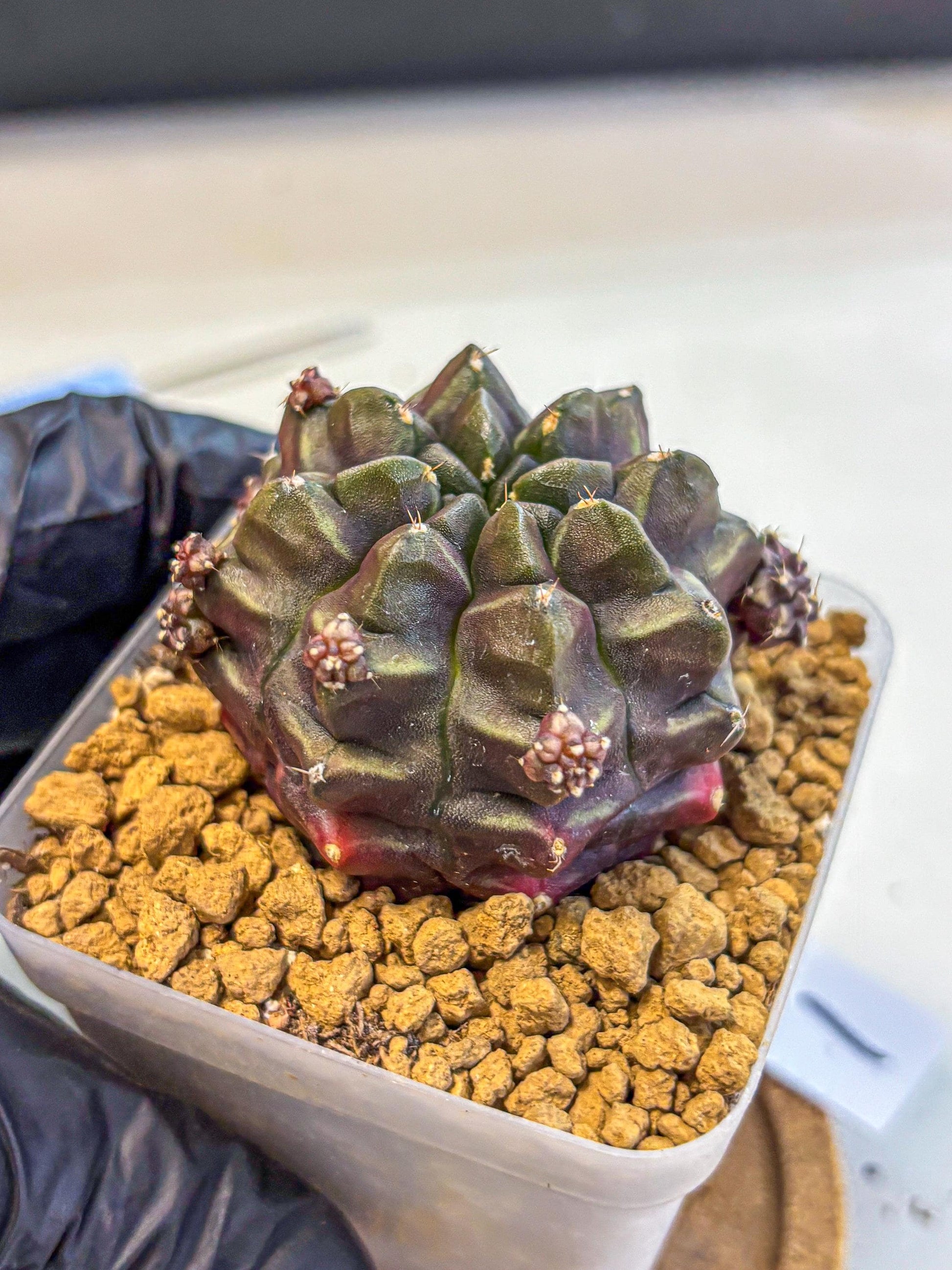 Gymnocalycium Aas DayDream (gy20) (01) | Rare Hybrids