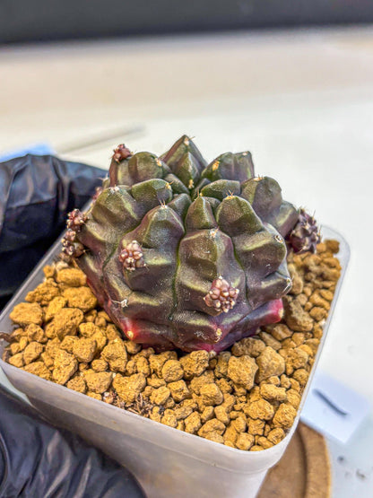 Gymnocalycium Aas DayDream (gy20) (01) | Rare Hybrids