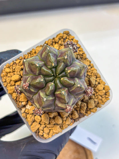 Gymnocalycium Aas DayDream (gy20) (01) | Rare Hybrids