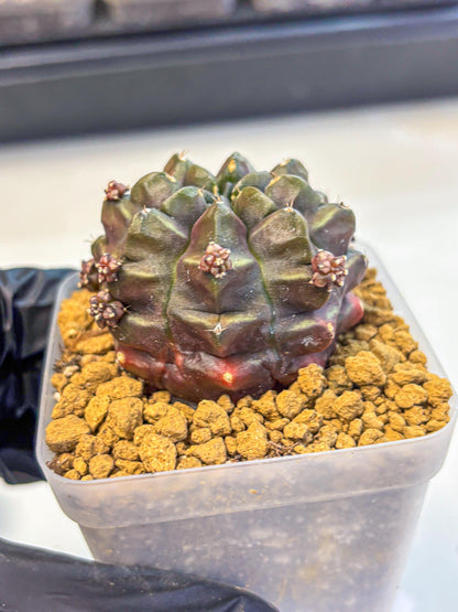 Gymnocalycium Aas DayDream (gy20) (01) | Rare Hybrids
