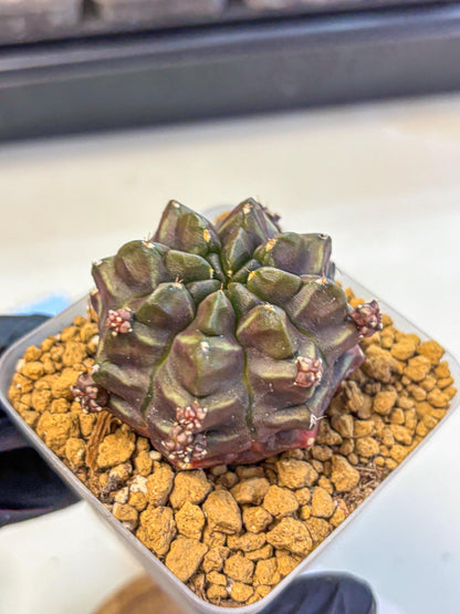 Gymnocalycium Aas DayDream (gy20) (01) | Rare Hybrids