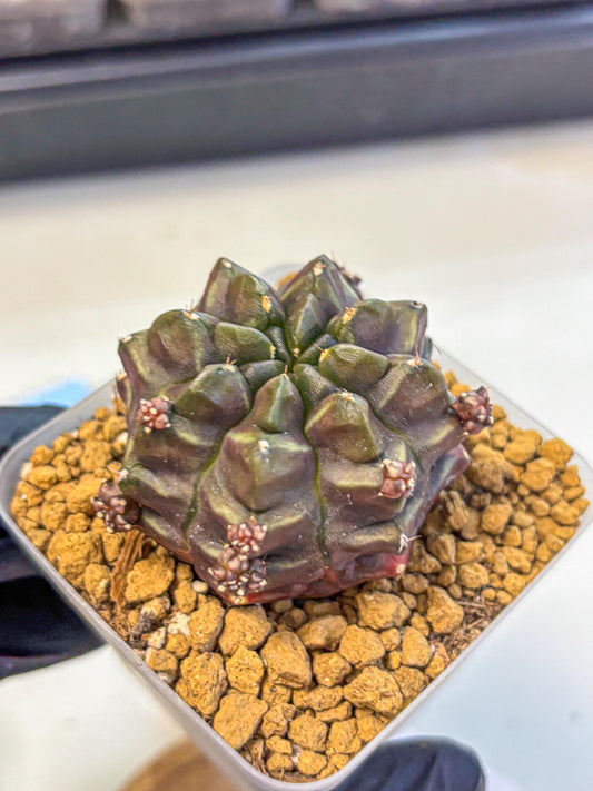 Gymnocalycium Aas DayDream (gy20) (01) | Rare Hybrids