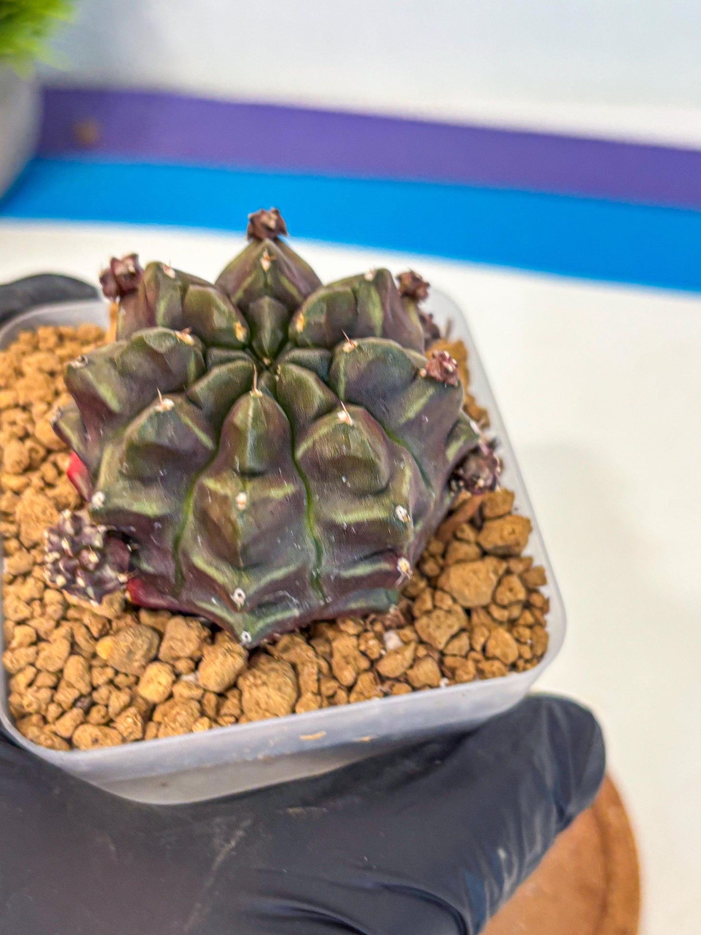 Gymnocalycium Aas DayDream (gy20) (01) | Rare Hybrids