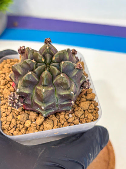 Gymnocalycium Aas DayDream (gy20) (01) | Rare Hybrids