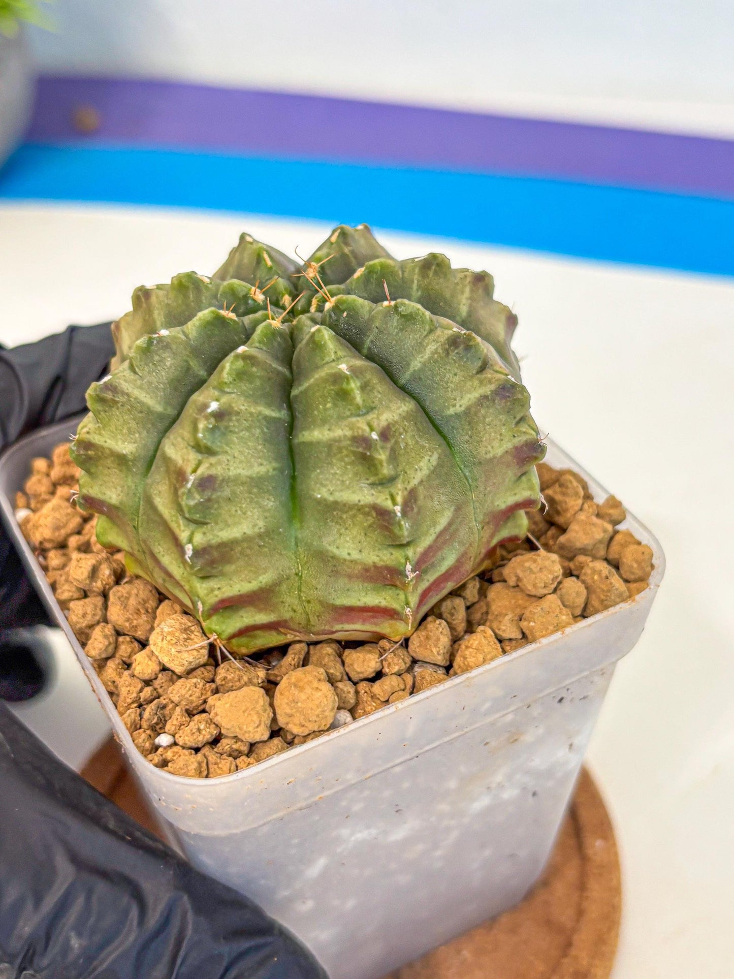 Gymnocalycium Aas DayDream (gy20) (02) | Rare Hybrids