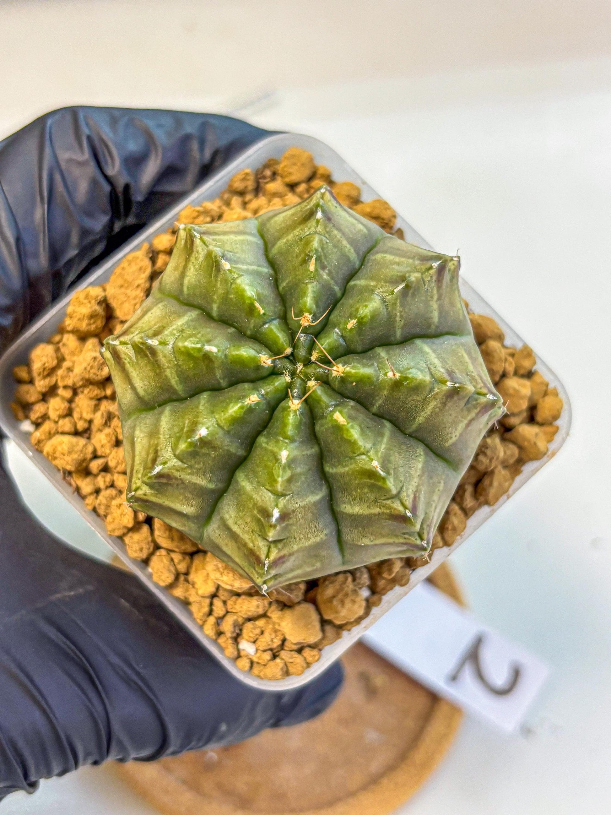 Gymnocalycium Aas DayDream (gy20) (02) | Rare Hybrids